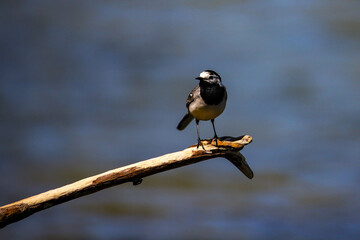 cute small white wagtail (Motacilla alba) sit on a branch. San river in background. Bieszczady National Park. Birds of Europe