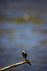 The sweet grey wagtail stands on a tree trunk by a river looking for insects to eat; sweet wildlife of europe