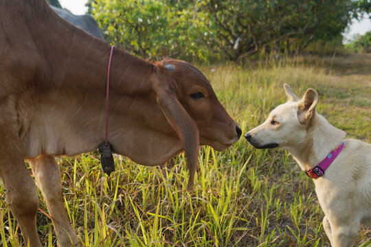 pet care dog and cows in the fields, Thailand