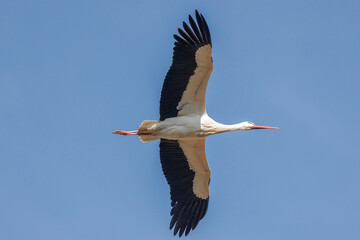 Stork in flight during migration