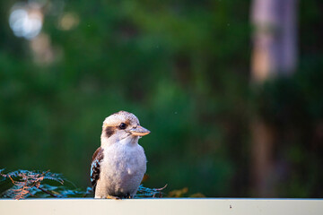 beautiful wild laughing kookaburra in karri forest near gloucester tree in western australia