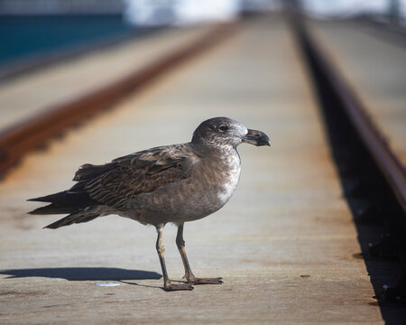 juvenile Pacific gull (Larus pacificus), very large australian gull photographed on busselton jetty