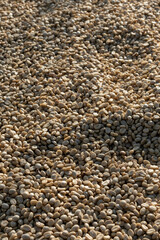 background of large amount of coffee beans that are harvested and then sun dried is one of processes for producing coffee beans to be roasted and packaged into roasted coffee bean products for sale.