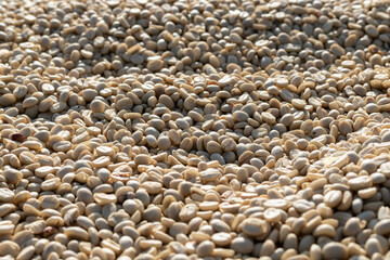 background of large amount of coffee beans that are harvested and then sun dried is one of processes for producing coffee beans to be roasted and packaged into roasted coffee bean products for sale.