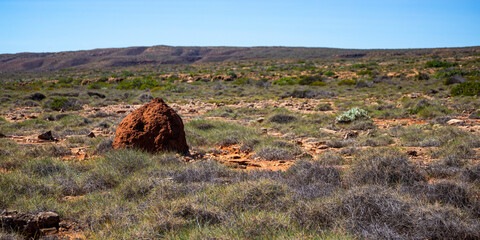 panorama of cape range national park in western australia near exmouth, yardie creek area with large termite mounds