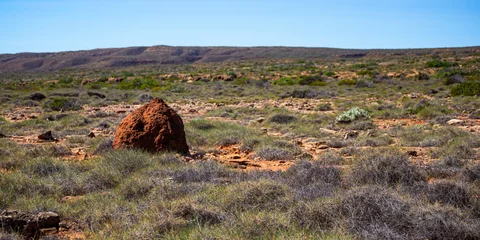 Papier Peint photo autocollant Parc national du Cap Le Grand, Australie occidentale panorama of cape range national park in western australia near exmouth, yardie creek area with large termite mounds