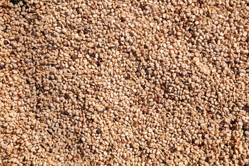 background of large amount of coffee beans that are harvested and then sun dried is one of processes for producing coffee beans to be roasted and packaged into roasted coffee bean products for sale.