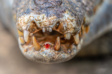 Lips and teeth of an Amazonian crocodile