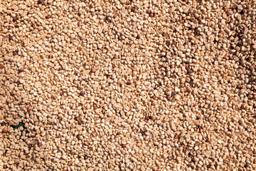 background of large amount of coffee beans that are harvested and then sun dried is one of processes for producing coffee beans to be roasted and packaged into roasted coffee bean products for sale.