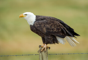Bald Eagle on a fencepost