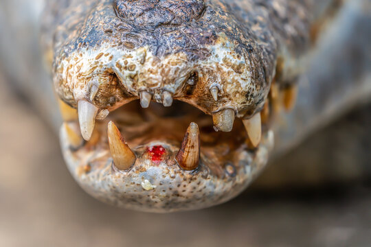 Lips and teeth of an Amazonian crocodile