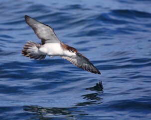 A close-up shot of a Buller's shearwater - Puffinus bulleri - flying over the south pacific ocean with blurred blue sea background, off the Taiaroa Head, Otago Peninsula, South Island, New Zealand