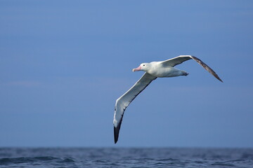 Adult Southern Royal Albatross (Diomedea epomophora) in flight, with blue sky and blue sea background, the largest wingspan in the world, off Taiaroa Head, Otago Peninsula, South Island, New Zealand