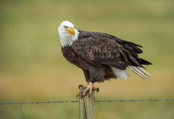 Bald Eagle on a fencepost