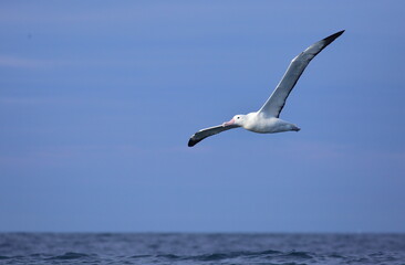 Fototapeta na wymiar Adult Southern Royal Albatross (Diomedea epomophora) in flight, with blue sky and blue sea background, the largest wingspan in the world, off Taiaroa Head, Otago Peninsula, South Island, New Zealand