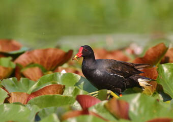 Common moorhen - Gallinula chloropus - with a distinctive red frontal shield, walkling in the lotus leaves in an urban wetland in Beijing, China. 