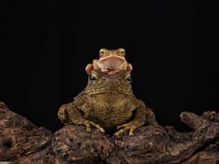 frog sitting on the ground