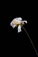 dry withered white flower on black background