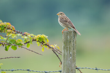 Corn bunting (Emberiza calandra) perched on post with smooth background fields - obrazy, fototapety, plakaty
