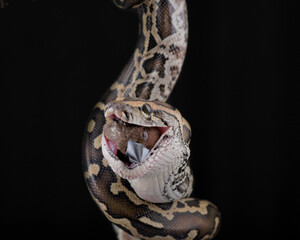 close up of a python