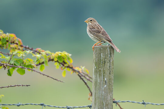 Corn bunting (Emberiza calandra) perched on post with smooth background fields