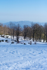 Scenic view of Akfadou Forest in Bejaia covered by snow