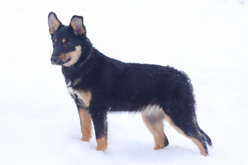  shepherd dog puppy full body photo on leash with human legs on snowy background