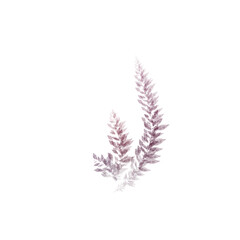 feather isolated on white