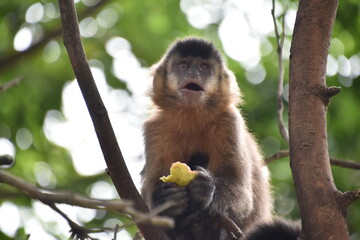 Monkeys in nature 