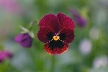 Adorable blooming pansies in summer garden on natural background