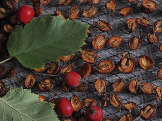Hawthorn fruits are dried on dryer grates. Hawthorn as a pharmaceutical raw material. Healing herbs and berries.