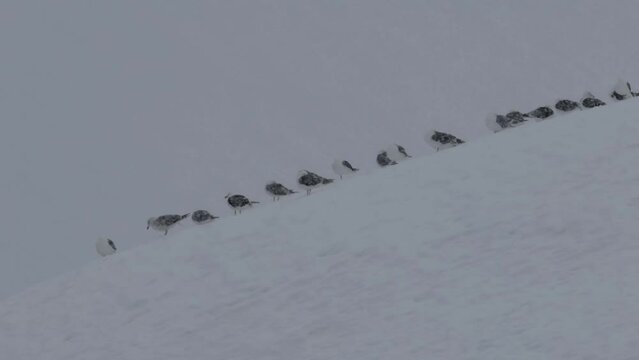 Kelp gulls resting in snowstorm, Antarctic Peninsula
Kelp gulls wildlife in Antarctica, February 2023 
