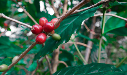 close up of red ripe coffee beans still attached to branches ready to be harvested