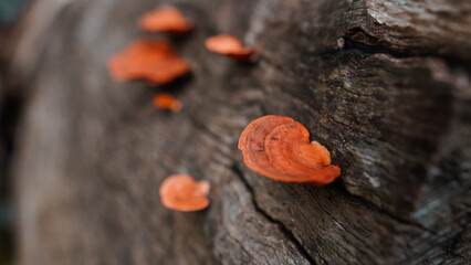 close up of orange mushrooms on weathered logs