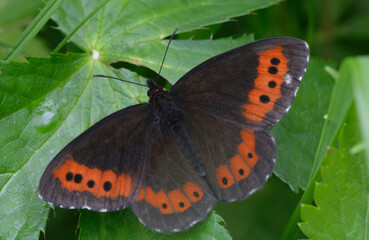 Butterfly the large ringlet, Erebia euryale, sitting on a leaf of plant