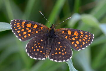 Obraz premium butterfly the false heath fritillary, Melitaea diamina, sitting on a grass