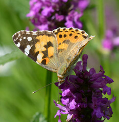 butterfly the painted lady, Vanessa cardui, sitting on lavender flower