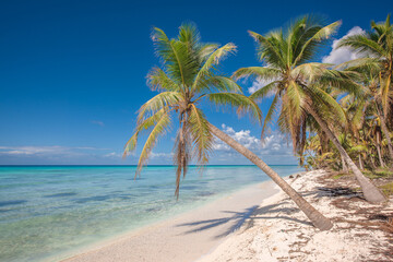Naklejka na ściany i meble Tropical paradise beach with white sand and coconut palms. clear blue water on Saona Island in Dominican Republic. travel tourism wide panorama background concept