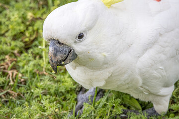 Sulphur-Crested Cockatoo (Cacatua galerita)