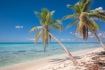 Obraz na płótnie Canvas Tropical paradise beach with white sand and coconut palms. clear blue water on Saona Island in Dominican Republic. travel tourism wide panorama background concept