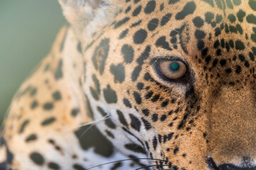 Closeup of the jaguar's eye