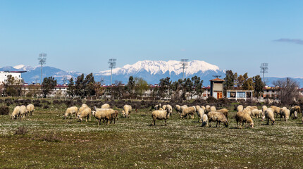 Sheep grazing in the Döşemealtı Plain