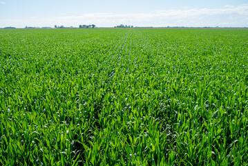 cornfield green