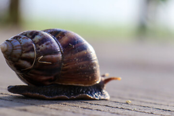 Wild Gastropod Mollusk in the Daylight.
