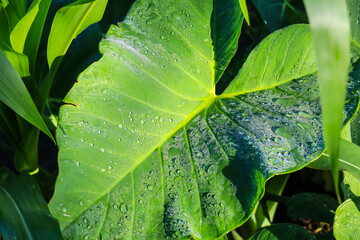 Close-up of morning dew water on a part of a plant leaf.