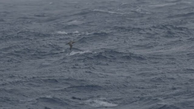 Wandering albatross flying low touches the ocean

Wandering albatross wildlife in Antarctica, February 2023 
