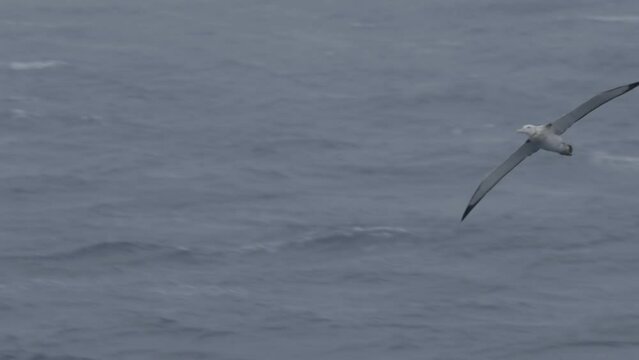 Wandering albatross in flight, February, 2023

Wandering albatross wildlife in Antarctica, February 2023 
