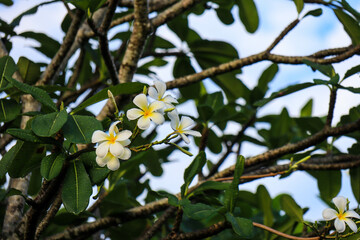 Plumeria alba flower is a species of the genus Plumeria. it has narrow elongated leaves, large white flowers and a strong aroma.