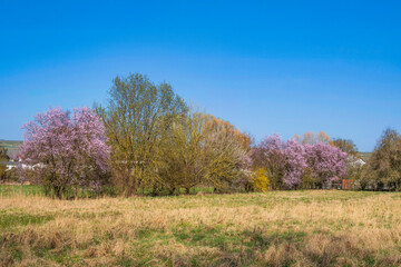 Pink blooming hedges at the edge of a field near Stadecken-Elsheim/Germany in Rhineland-Palatinate