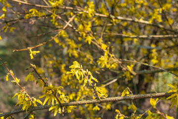 Blooming forsythia bush near Stadecken-Elsheim/Germany in Rhineland-Palatinate